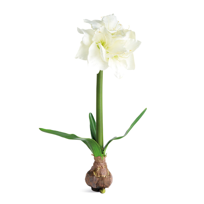 Amaryllis Bulb St/2