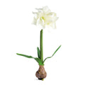 Amaryllis Bulb St/2