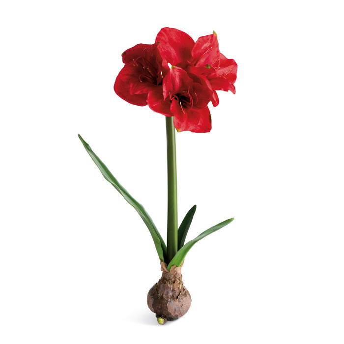 Amaryllis Bulb St/2
