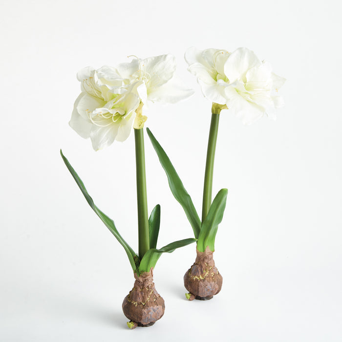 Amaryllis Bulb St/2 - View 2