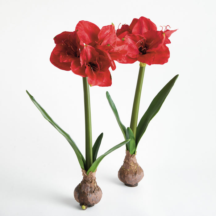 Amaryllis Bulb St/2 - View 2