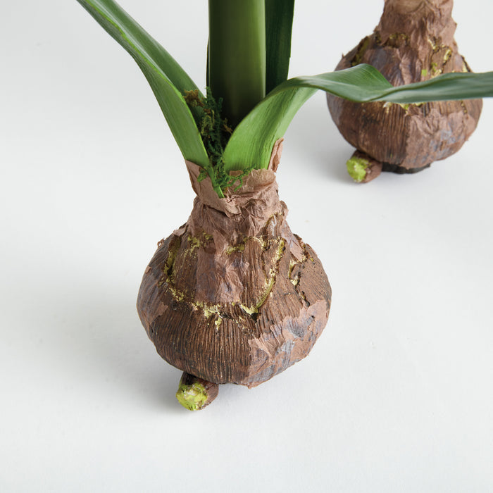 Amaryllis Bulb St/2 - View 3