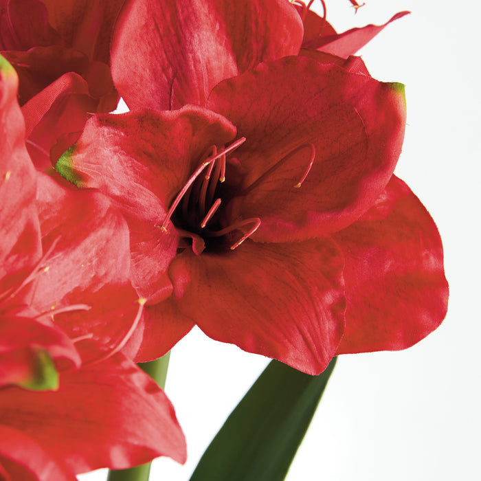 Amaryllis Bulb St/2 - View 3