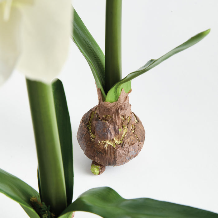 Amaryllis Bulb St/2 - View 4