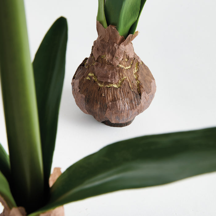 Amaryllis Bulb St/2 - View 4