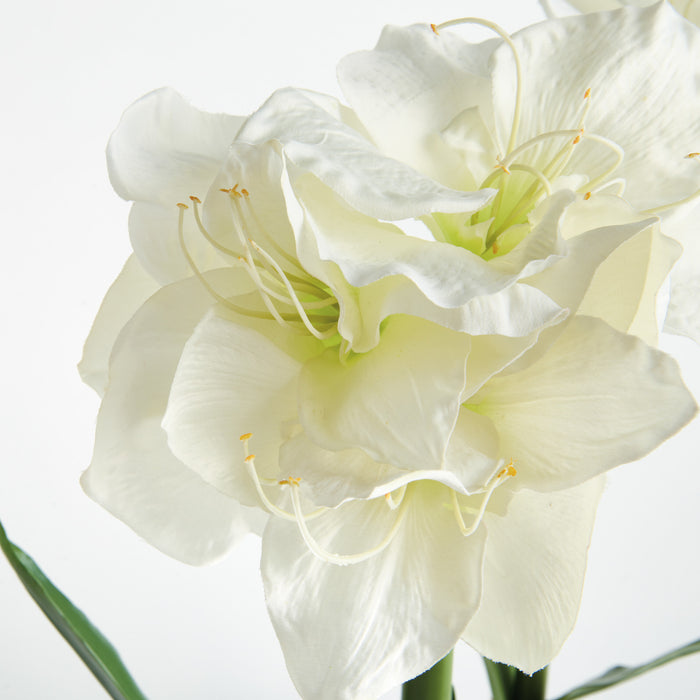 Amaryllis Bulb St/2 - View 5
