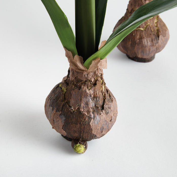 Amaryllis Bulb St/2 - View 5