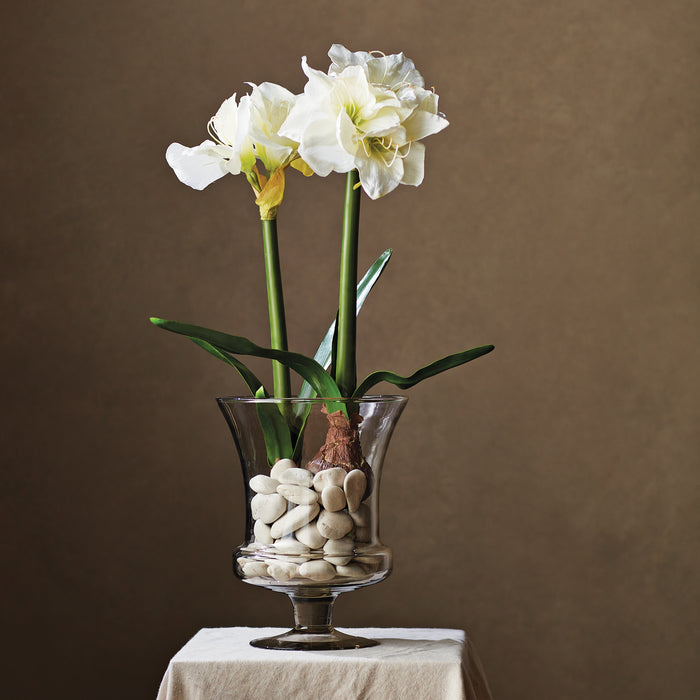 Amaryllis Bulb St/2 - View 6