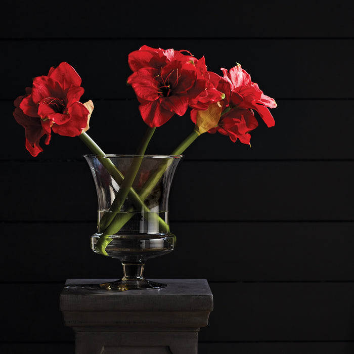 Amaryllis Bulb St/2 - View 6