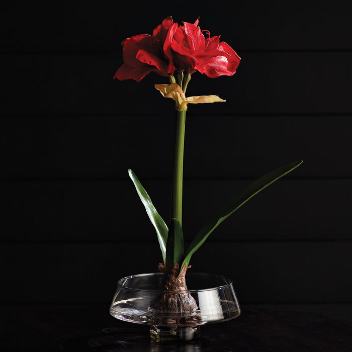 Amaryllis Bulb St/2 - View 7