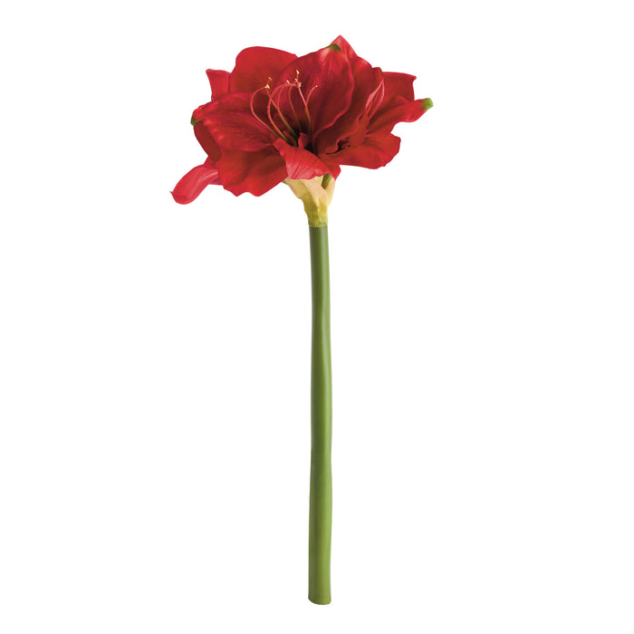 Amaryllis Stems St/2
