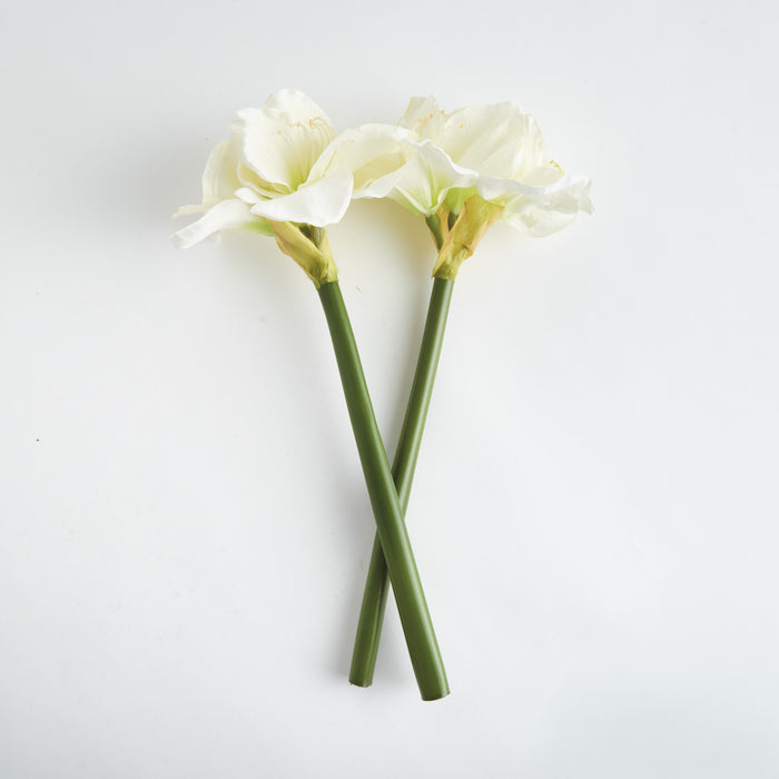 Amaryllis Stems St/2 - View 2