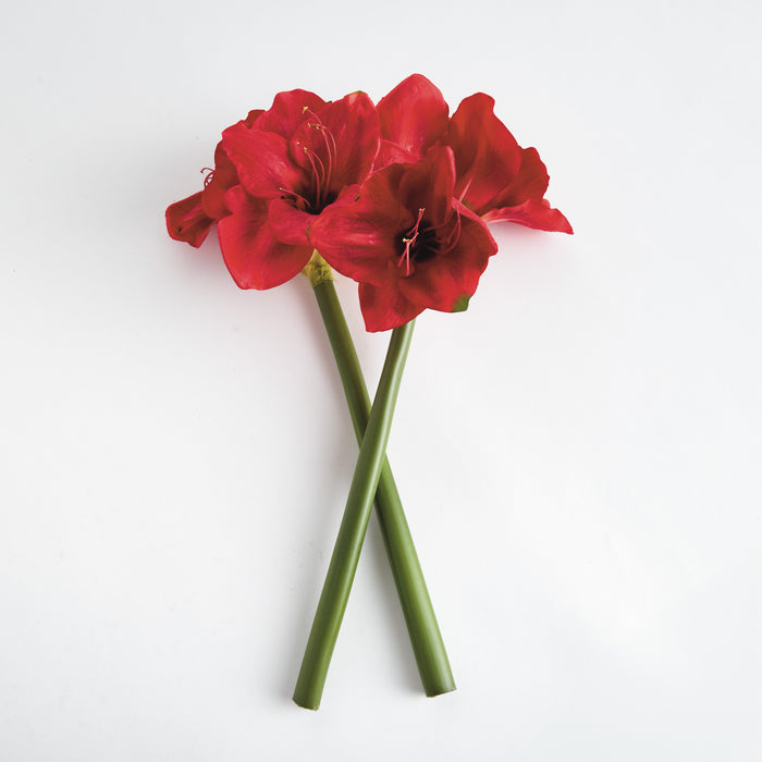 Amaryllis Stems St/2 - View 2