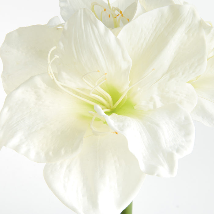 Amaryllis Stems St/2 - View 3