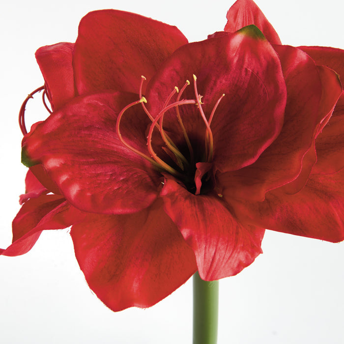 Amaryllis Stems St/2 - View 3