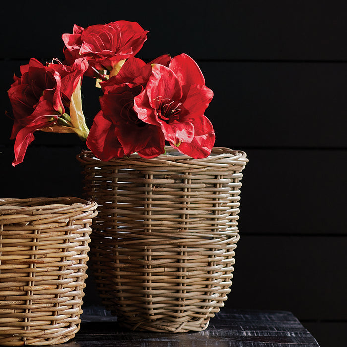Amaryllis Stems St/2 - View 4