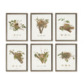Assorted Bird Nest Study St/6