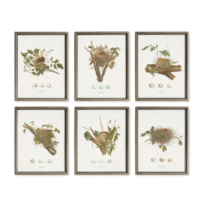 Assorted Bird Nest Study St/6