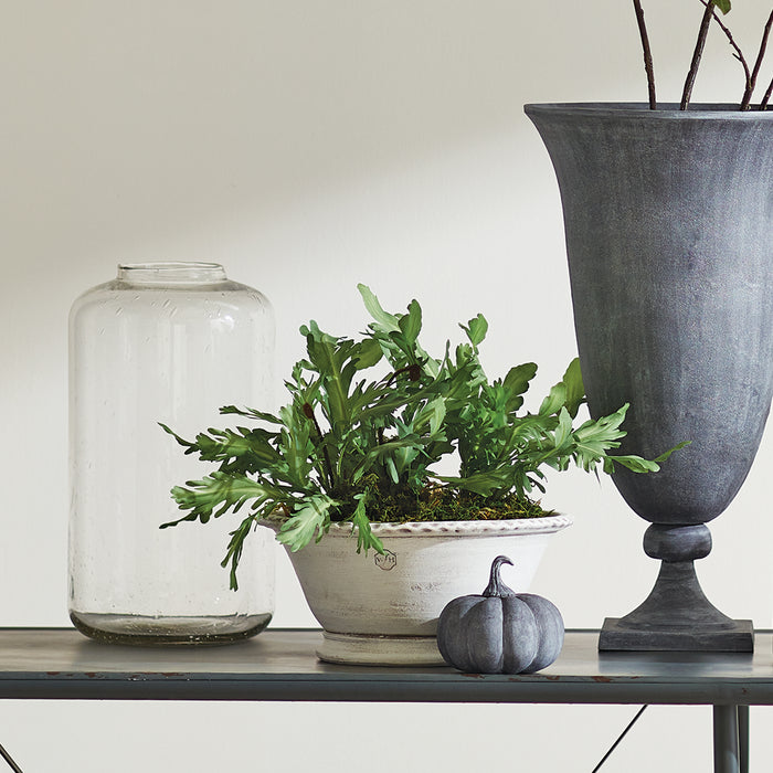Birds Nest Fern Drop-In 13.5 - View 5