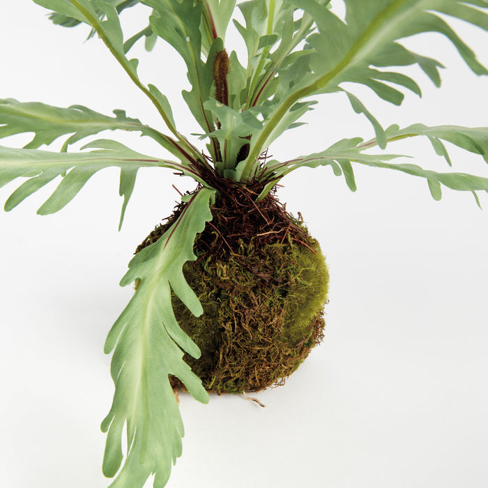 Birds Nest Fern Drop-In 9 - View 2