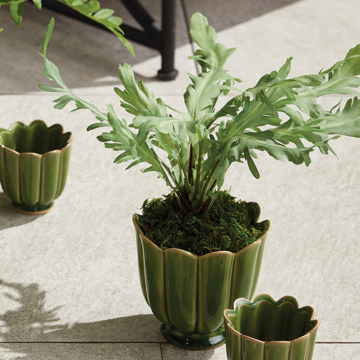 Birds Nest Fern Drop-In 9 - View 3