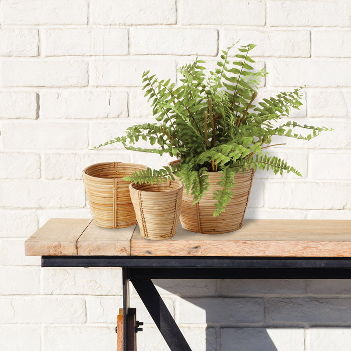 Boston Fern Drop-In 12" - View 4