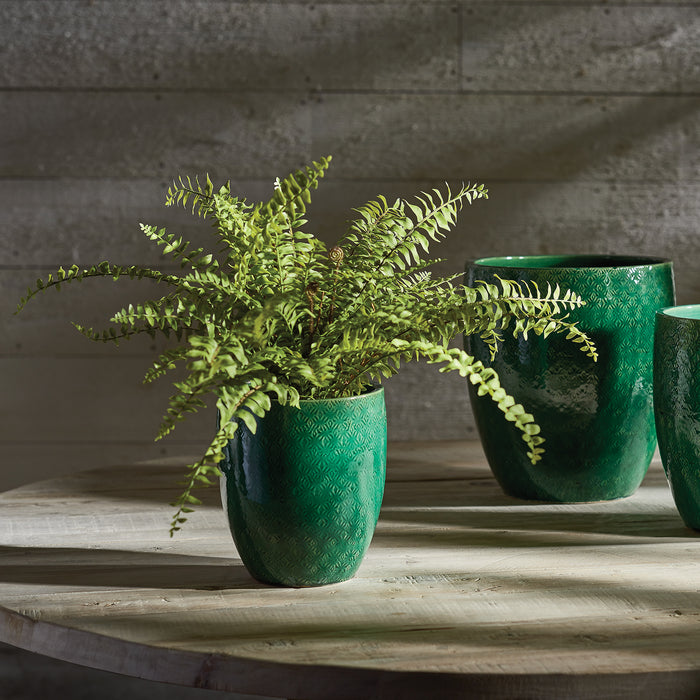 Boston Fern Drop-In 16" - View 3
