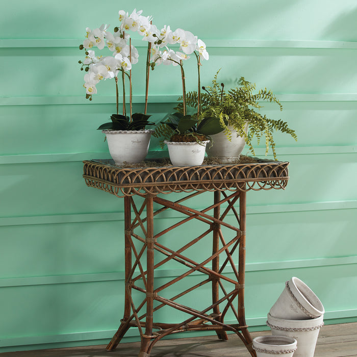 Boston Fern Drop-In 16" - View 5
