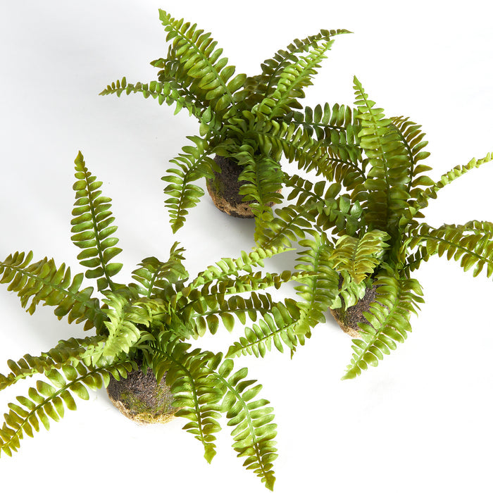 Boston Fern Drop-Ins, Set Of 3 - View 2