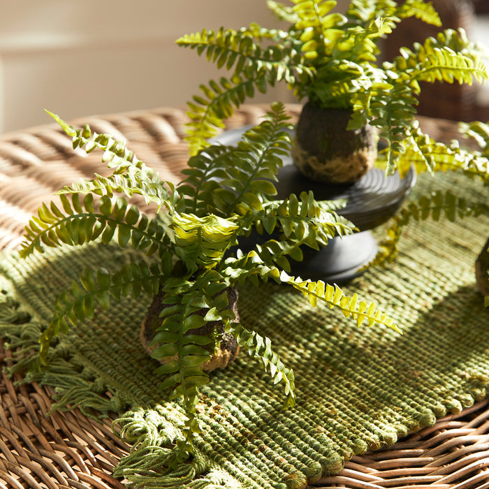 Boston Fern Drop-Ins, Set Of 3 - View 4