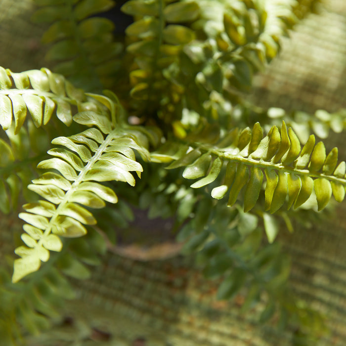 Boston Fern Drop-Ins, Set Of 3 - View 5