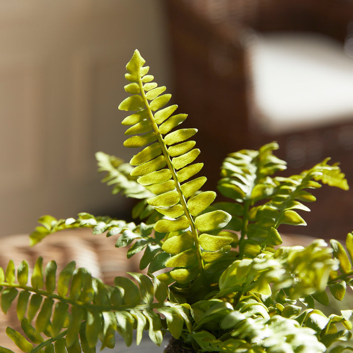 Boston Fern Drop-Ins, Set Of 3 - View 6