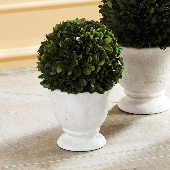 Boxwood Ball Topiary In Pot Small - View 2