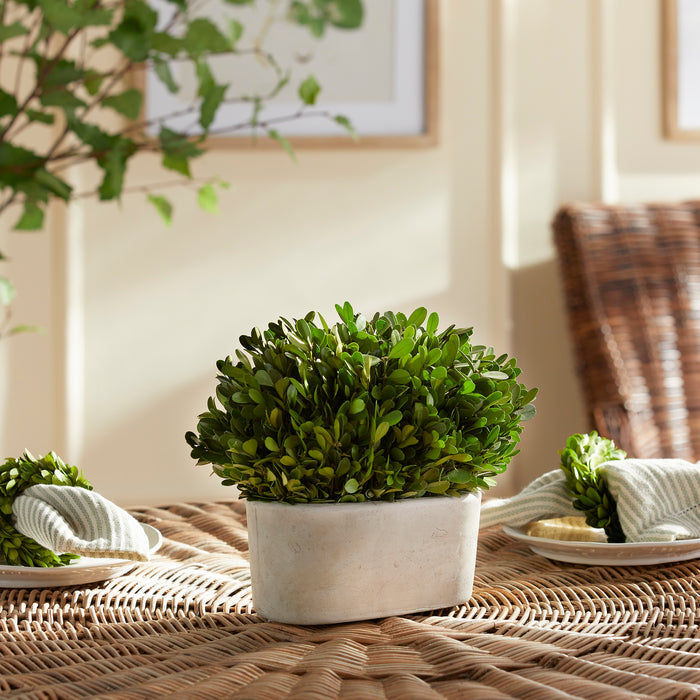 Boxwood Bush In Oval Pot - View 2