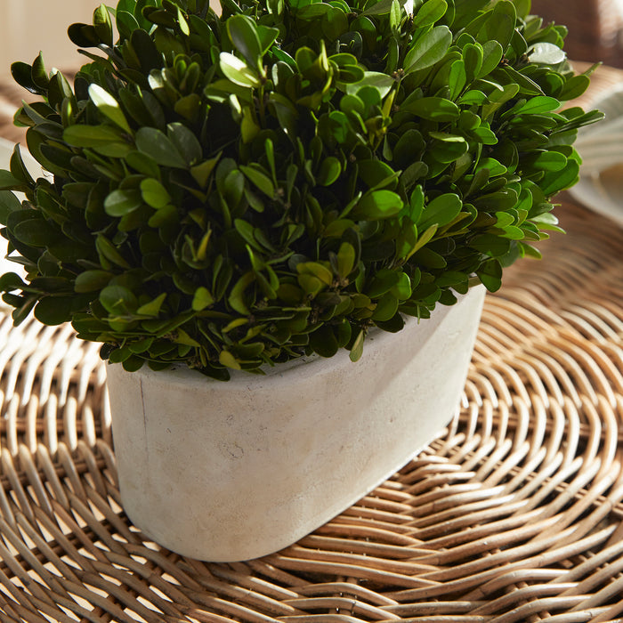 Boxwood Bush In Oval Pot - View 3