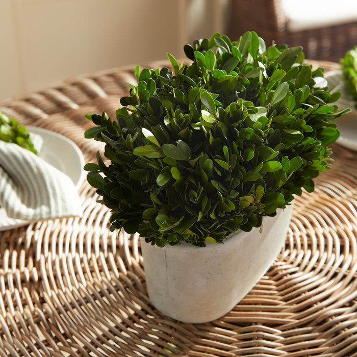 Boxwood Bush In Oval Pot - View 4