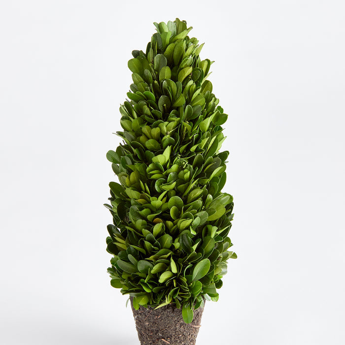 Boxwood Cone Topiary Drop-In 12" - View 2