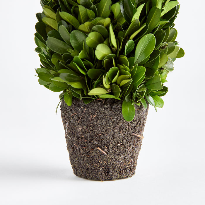 Boxwood Cone Topiary Drop-In 12" - View 3