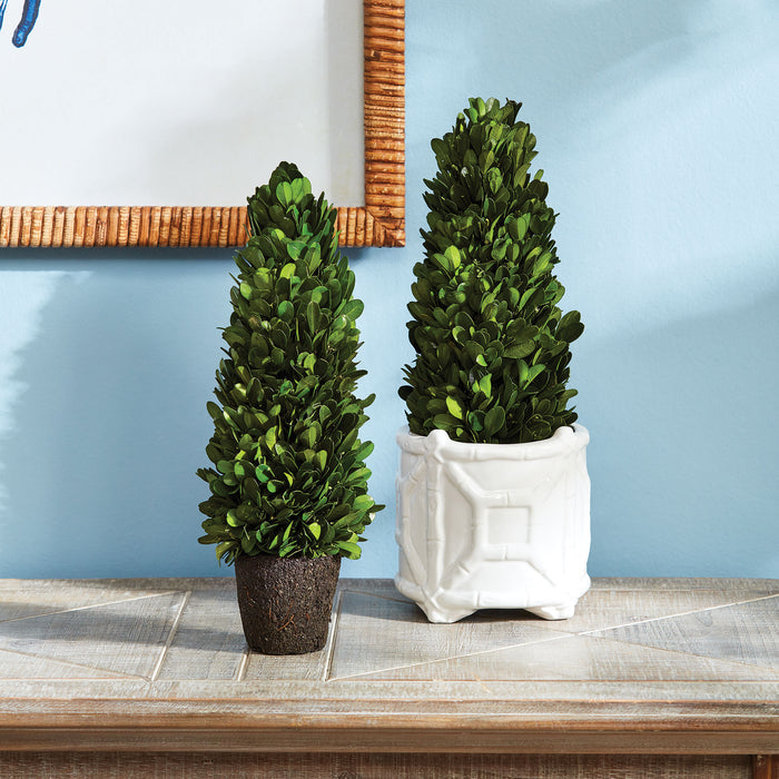 Boxwood Cone Topiary Drop-In 12" - View 4