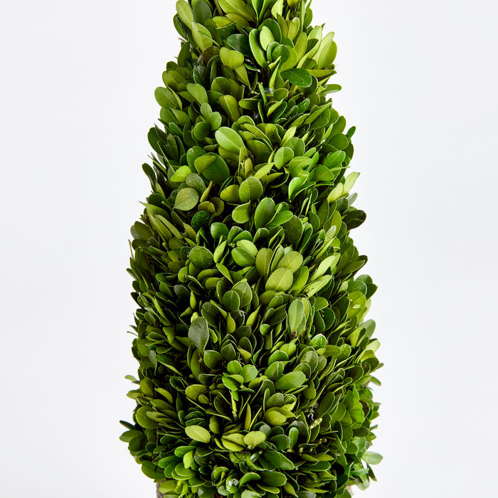Boxwood Cone Topiary Drop-In 16" - View 2