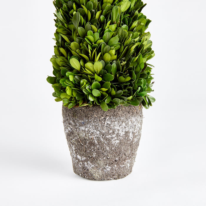 Boxwood Cone Topiary Drop-In 16" - View 3