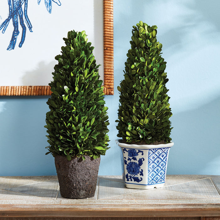 Boxwood Cone Topiary Drop-In 16" - View 5