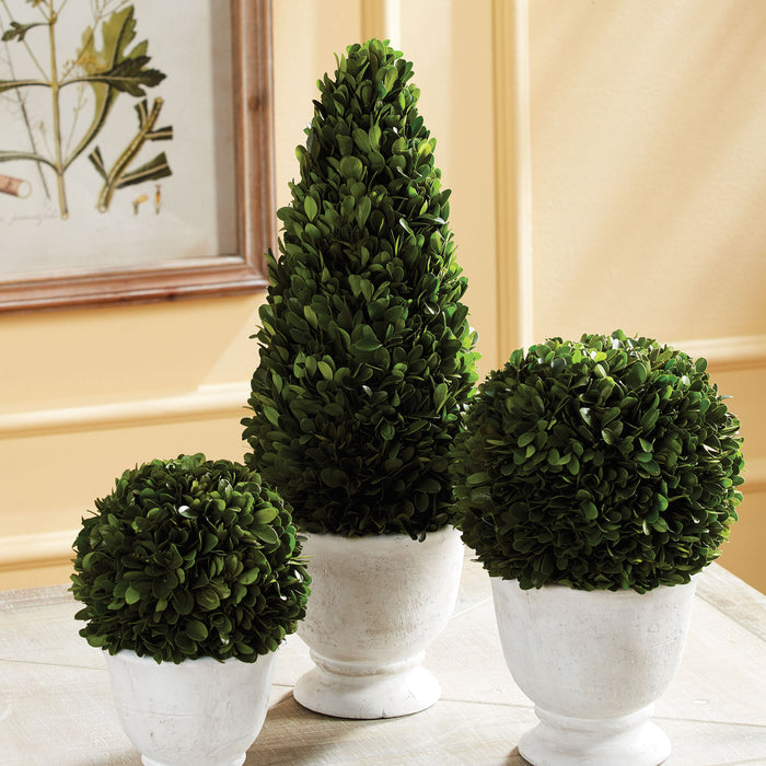 Boxwood Cone Topiary In Pot - View 2