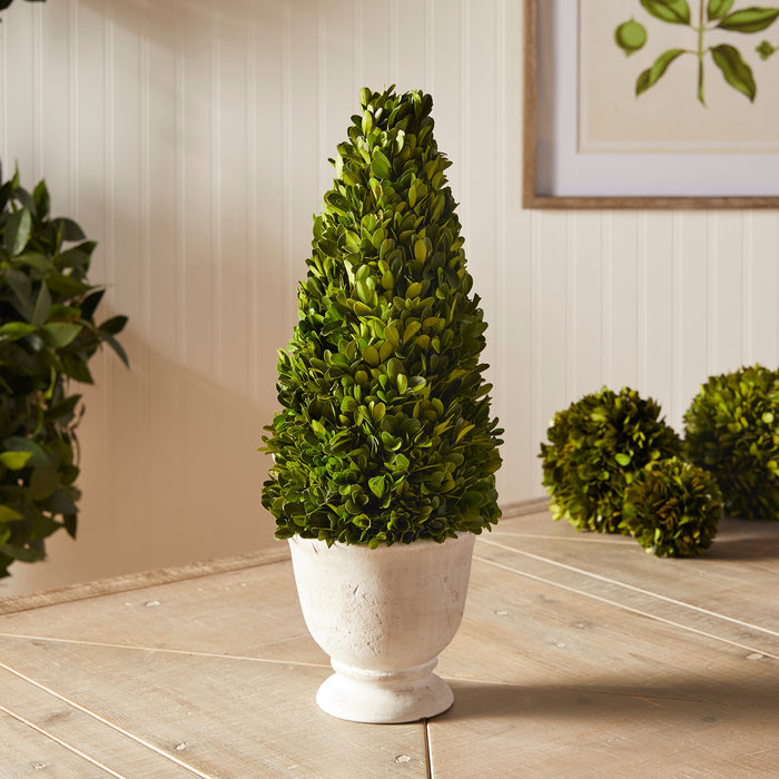 Boxwood Cone Topiary In Pot - View 3