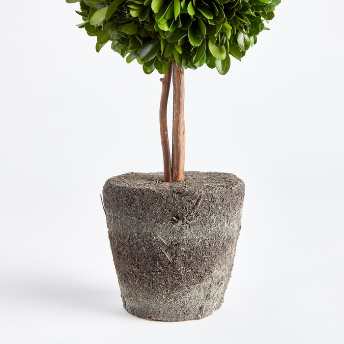 Boxwood Double Sphere Topiary Drop-In 20" - View 3