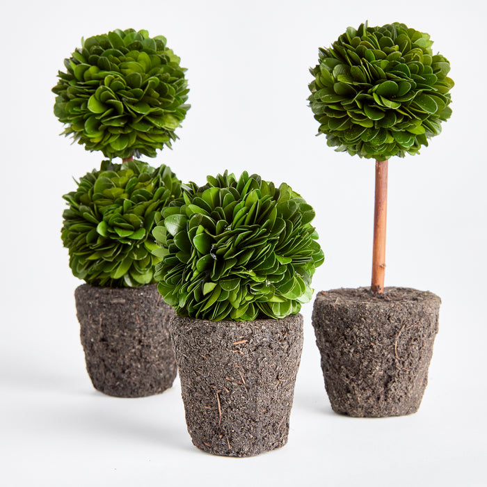 Boxwood Mini Topiary Drop-Ins, Set Of 3 - View 3