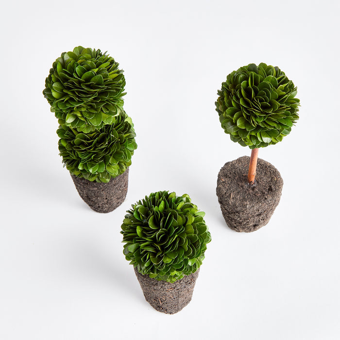Boxwood Mini Topiary Drop-Ins, Set Of 3 - View 4