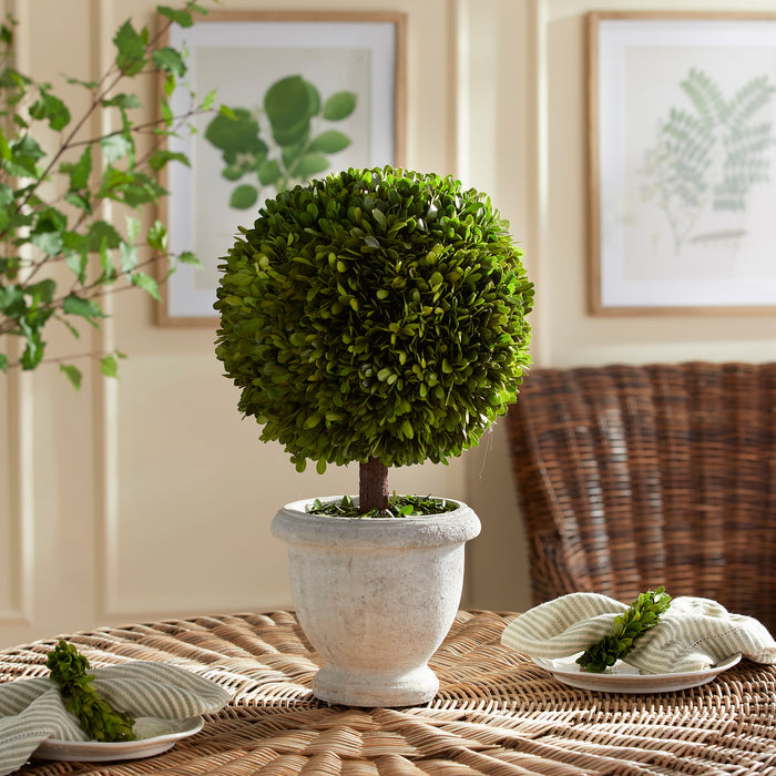 Boxwood Single 11" Ball Topiary In Pot - View 2