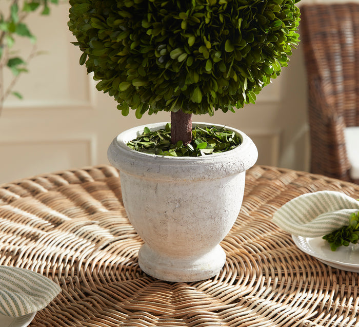 Boxwood Single 11" Ball Topiary In Pot - View 3