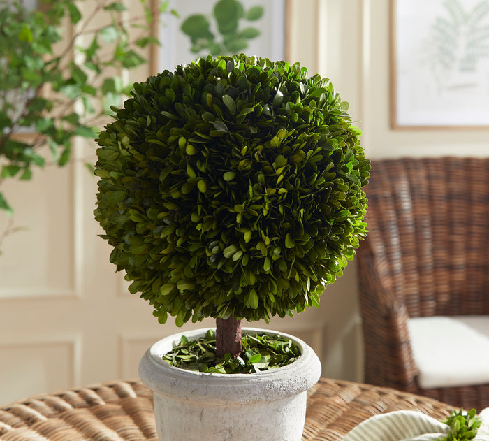 Boxwood Single 11" Ball Topiary In Pot - View 4